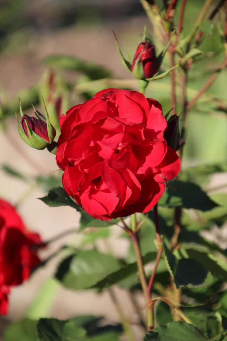 Strauchrose 'Castella' ® - Rosa 'Castella' ®