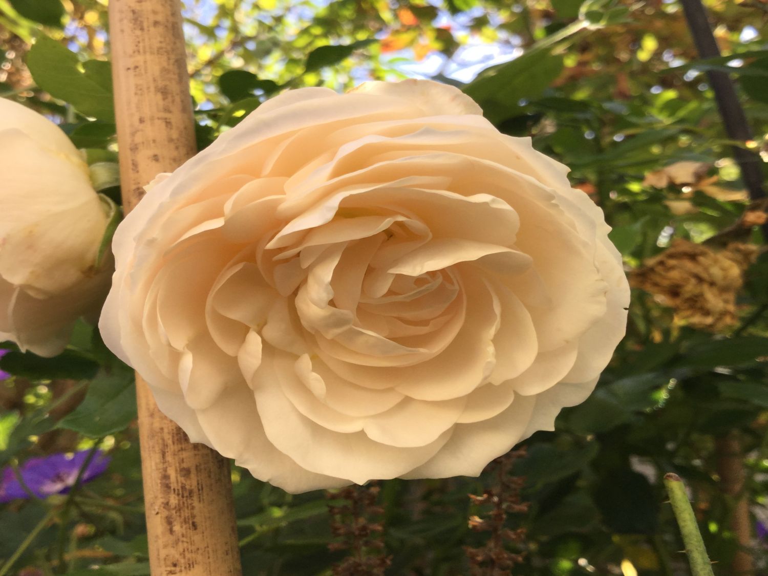 Strauchrose 'Friedenslicht' ® - Rosa 'Friedenslicht' ®