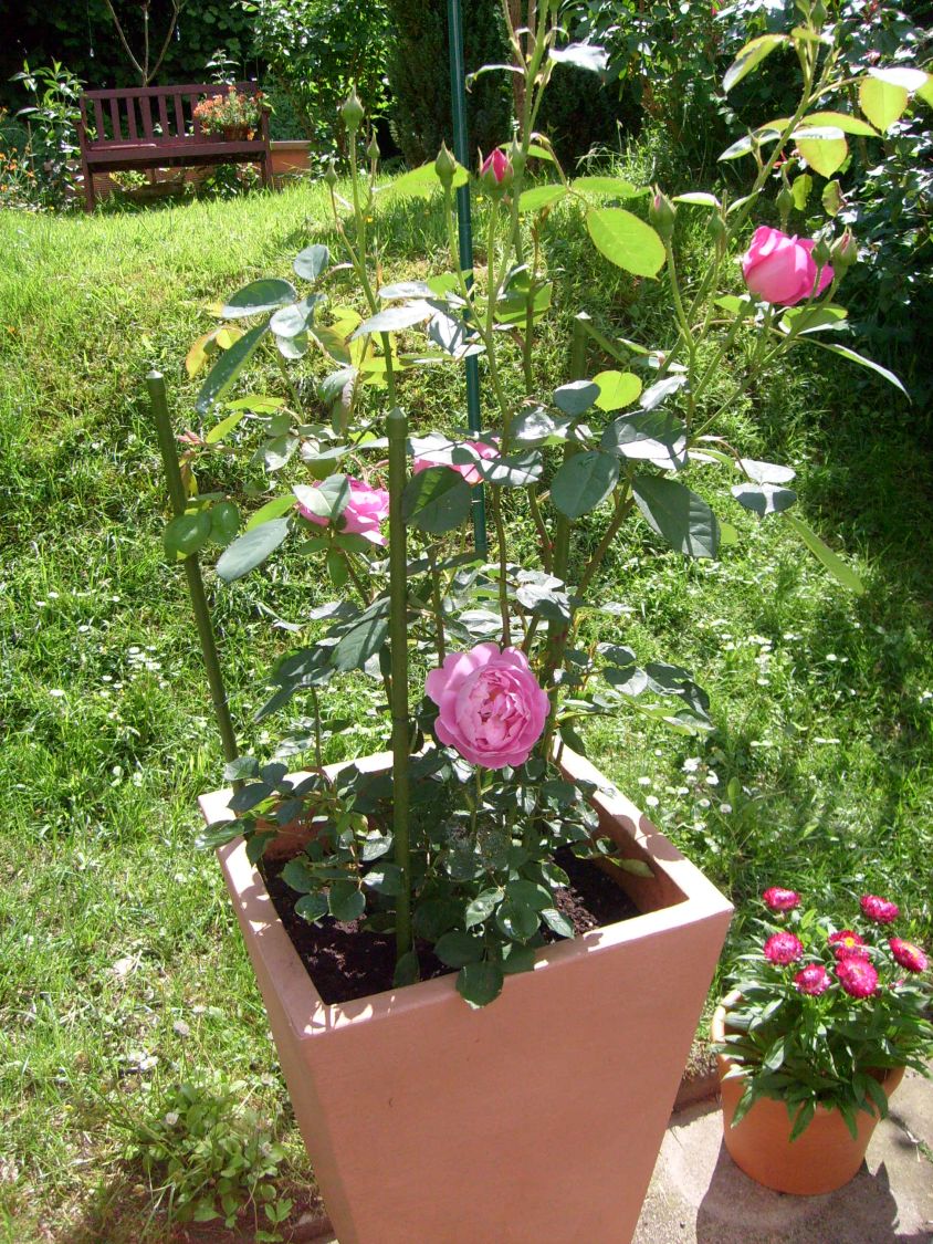 Strauchrose 'Jubilee Celebration'  ® - Rosa 'Jubilee Celebration' ®