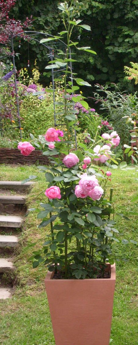 Strauchrose 'Jubilee Celebration'  ® - Rosa 'Jubilee Celebration' ®