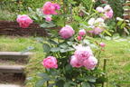 Strauchrose 'Jubilee Celebration' ® - Rosa 'Jubilee Celebration' ®