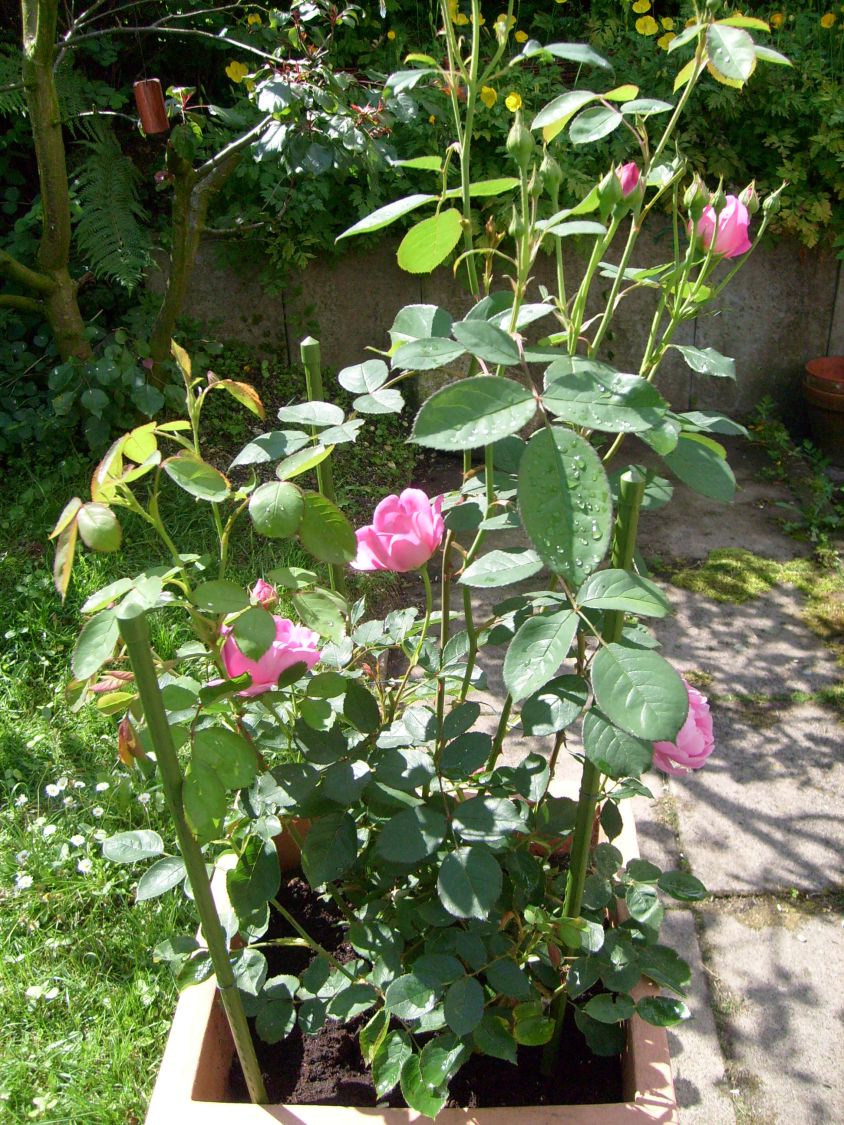 Strauchrose 'Jubilee Celebration'  ® - Rosa 'Jubilee Celebration' ®