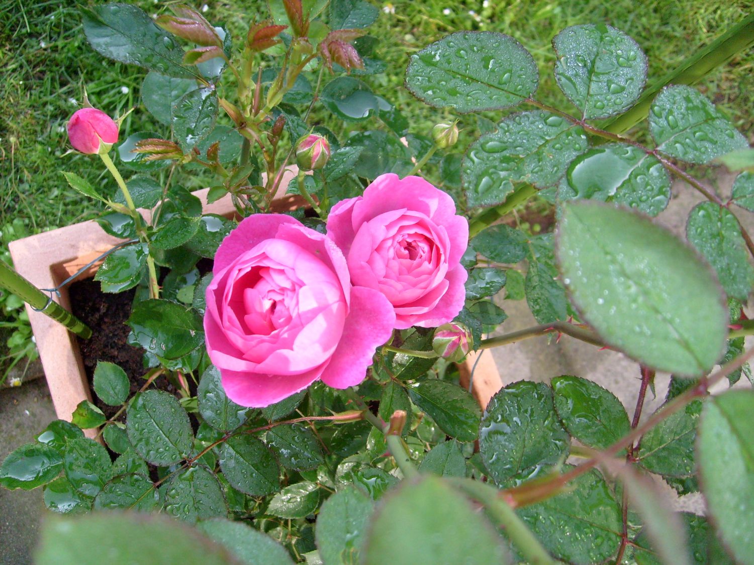 Strauchrose 'Jubilee Celebration'  ® - Rosa 'Jubilee Celebration' ®