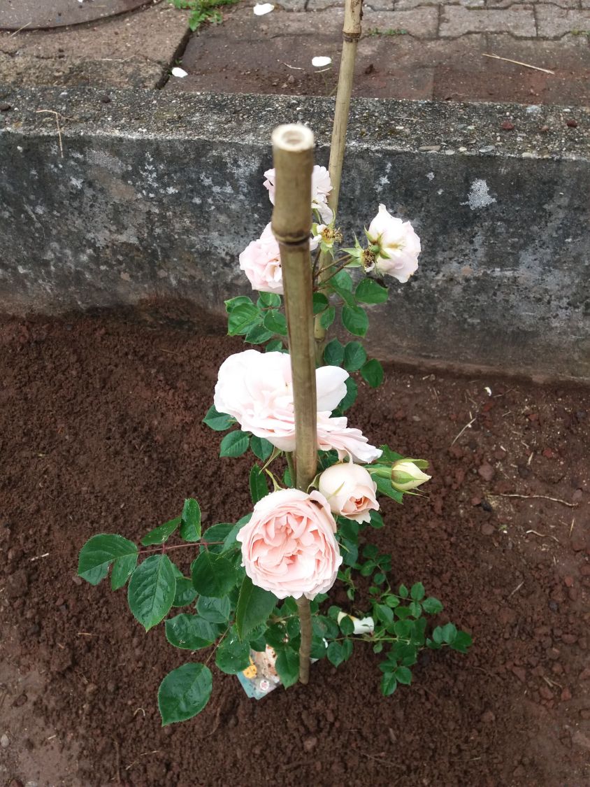 Strauchrose 'Matthias Claudius Rose' - Rosa 'Matthias Claudius Rose' ADR-Rose