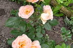 Strauchrose 'Matthias Claudius Rose' - Rosa 'Matthias Claudius Rose' ADR-Rose