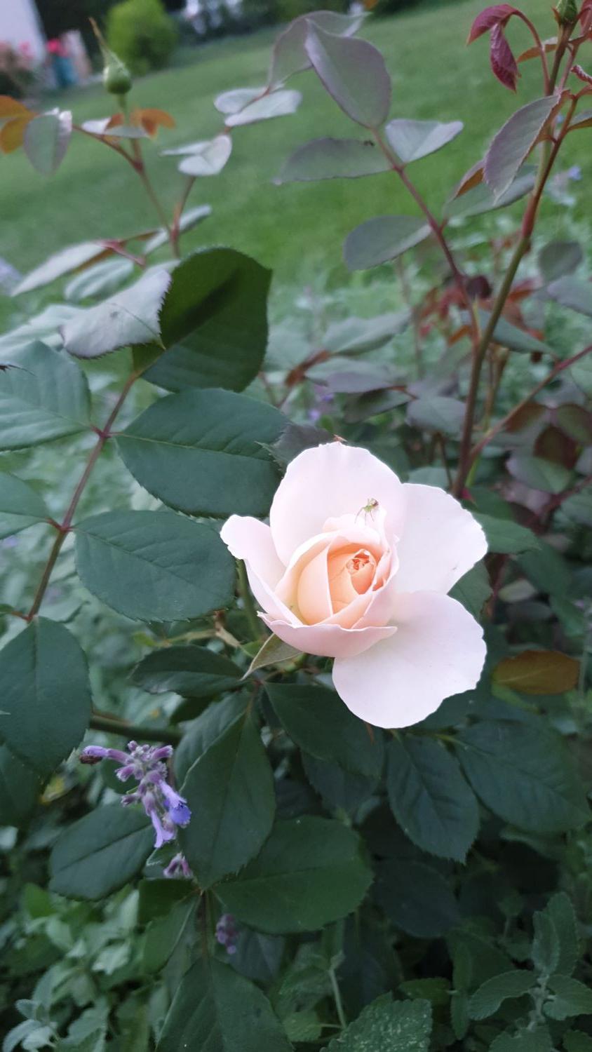 Strauchrose 'Matthias Claudius Rose' - Rosa 'Matthias Claudius Rose' ADR-Rose