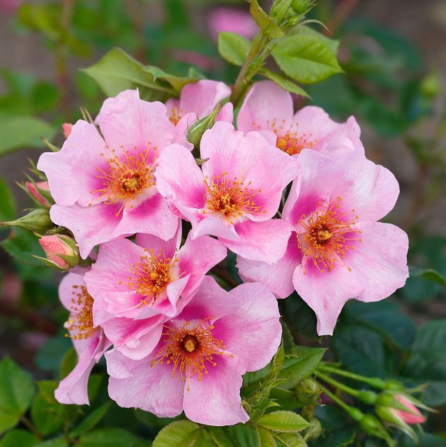 Strauchrose Orienta ® 'Laila' - Rosa Orienta ® 'Laila'