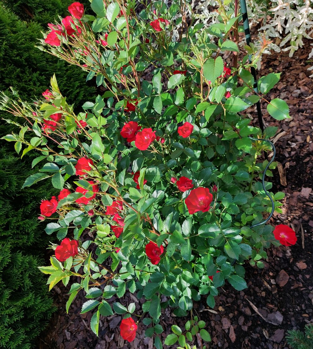 Strauchrose Rosy Boom ® 'La Belle Rouge' (Rot) - Rosa Rosy Boom ® 'La Belle Rouge' (Rot)
