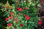 Strauchrose Rosy Boom ® 'La Belle Rouge' (Rot) - Rosa Rosy Boom ® 'La Belle Rouge' (Rot)
