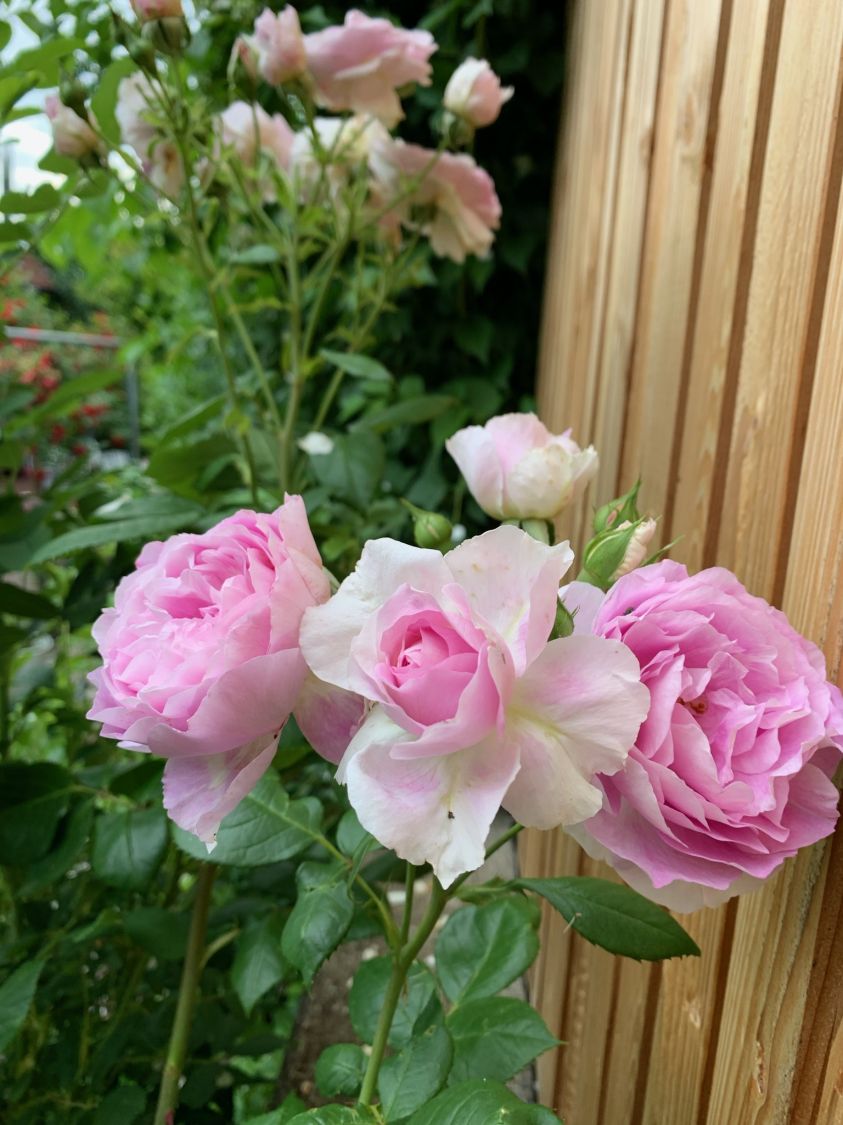 Strauchrose 'Saphir' ® - Rosa 'Saphir' ®
