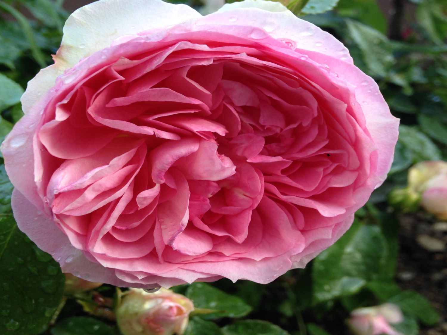 Strauchrose 'Wellenspiel' ® - Rosa 'Wellenspiel' ®
