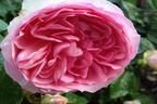Strauchrose 'Wellenspiel' ® - Rosa 'Wellenspiel' ®