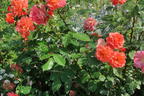 Strauchrose 'Westerland' ® - Rosa 'Westerland' ®
