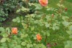Strauchrose 'Westerland' ® - Rosa 'Westerland' ®