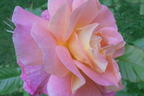 Strauchrose 'Westerland' ® - Rosa 'Westerland' ®