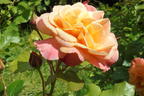 Strauchrose 'Westerland' ® - Rosa 'Westerland' ®