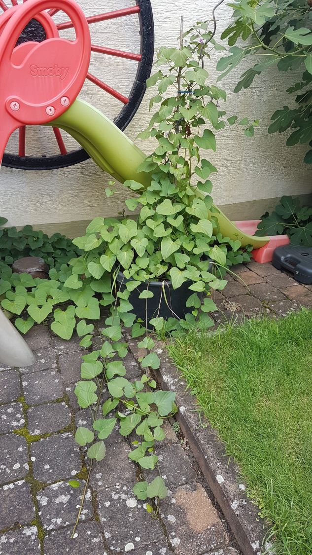 Süßkartoffel 'Erato ® Orange' - Ipomoea batatas 'Erato ® Orange'