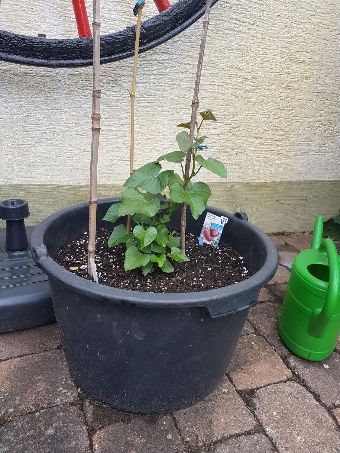 Süßkartoffel 'Erato ® Orange' - Ipomoea batatas 'Erato ® Orange'