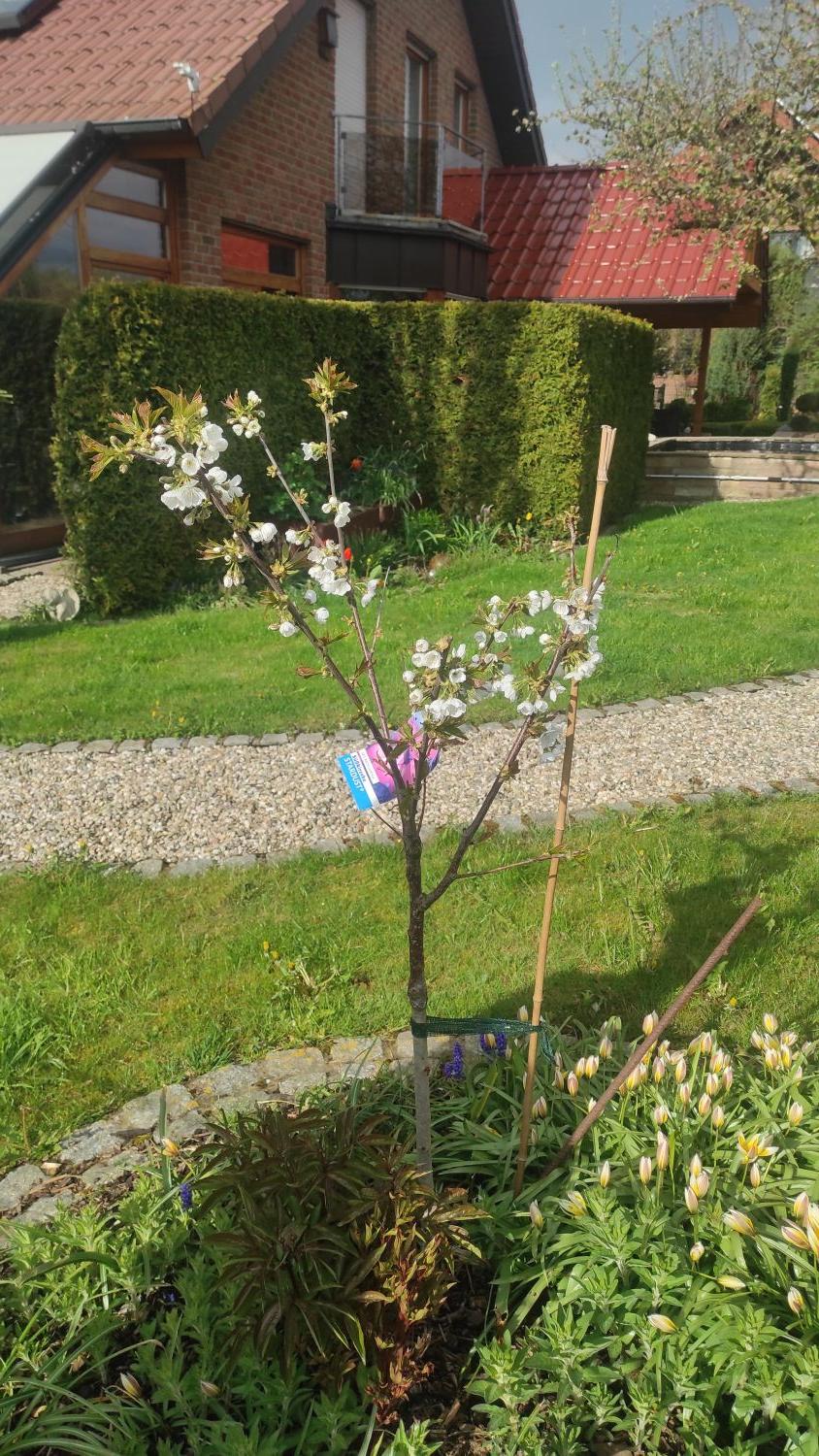 Süßkirsche 'Stardust' - Prunus 'Stardust'