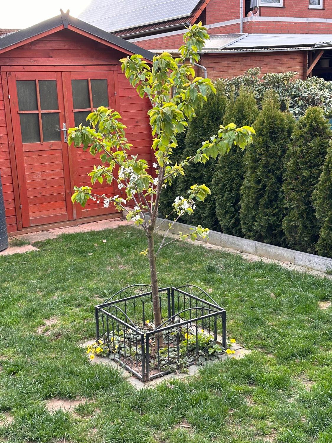 Süßkirsche 'Swing' ® - Prunus avium 'Swing' ®