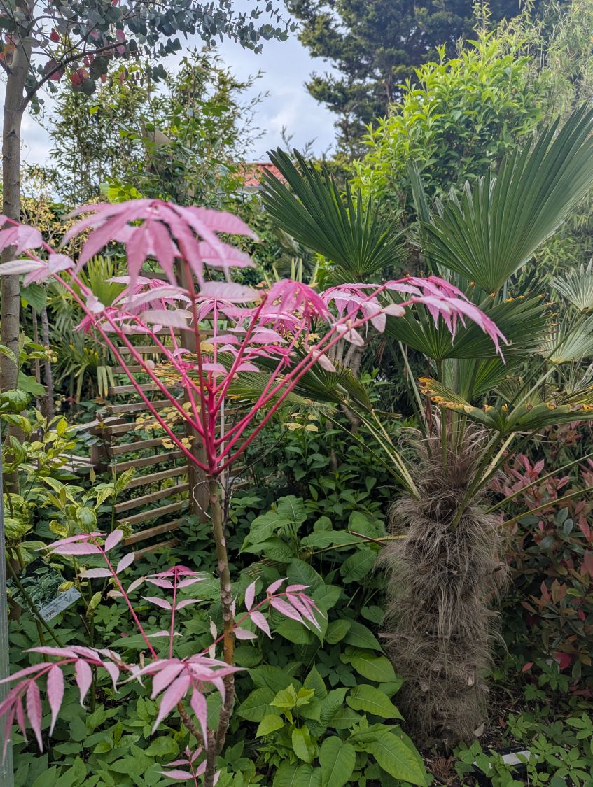 Surenbaum 'Flamingo' - Toona sinensis 'Flamingo'