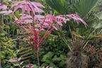Surenbaum 'Flamingo' - Toona sinensis 'Flamingo'