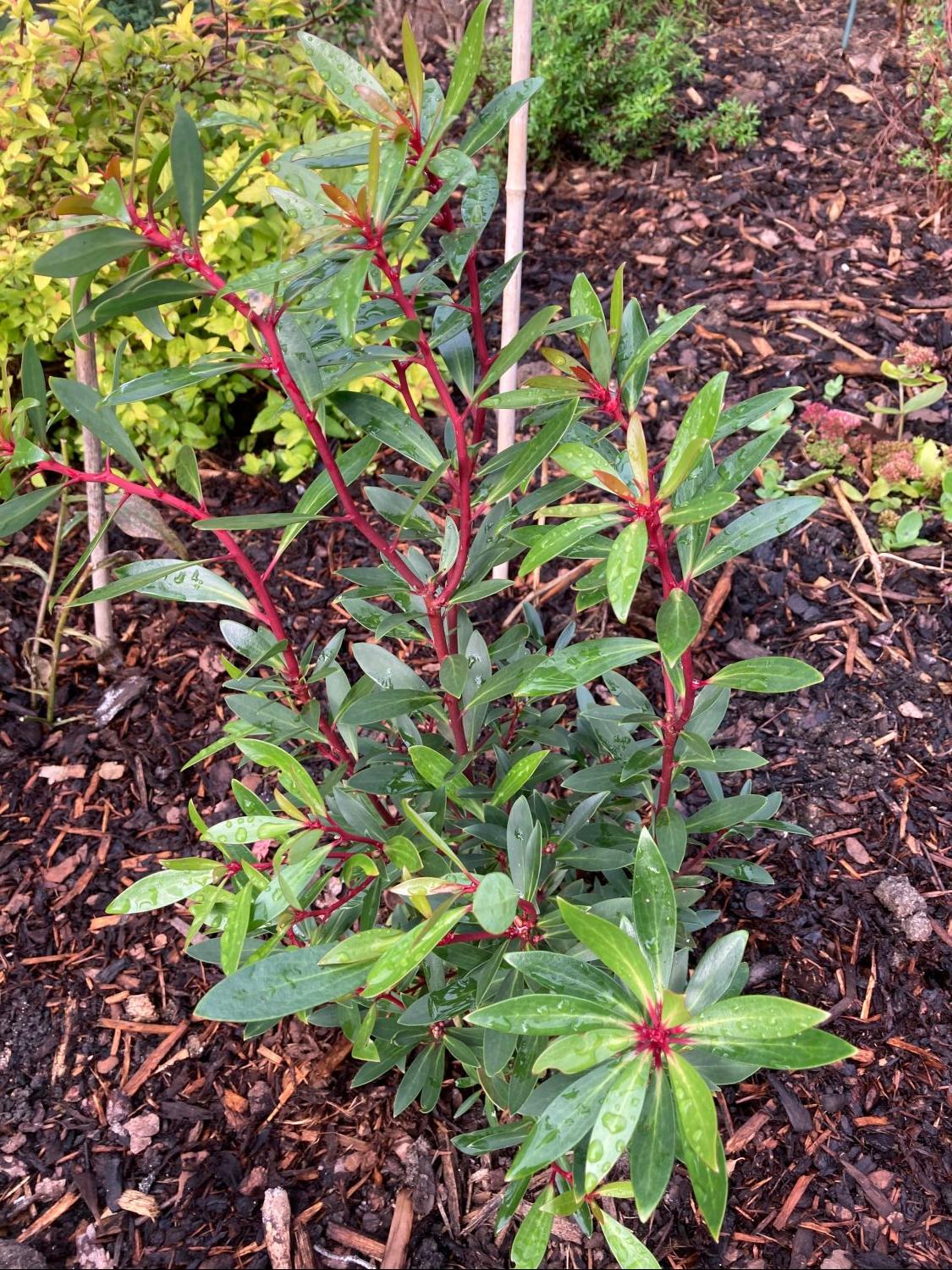 Tasmanischer Bergpfeffer / Gewürzrindenbaum 'Red Spice' - Tasmannia lanceolata 'Red Spice' / Drimys lanceolata