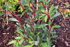 Tasmanischer Bergpfeffer / Gewürzrindenbaum 'Red Spice' - Tasmannia lanceolata 'Red Spice' / Drimys lanceolata