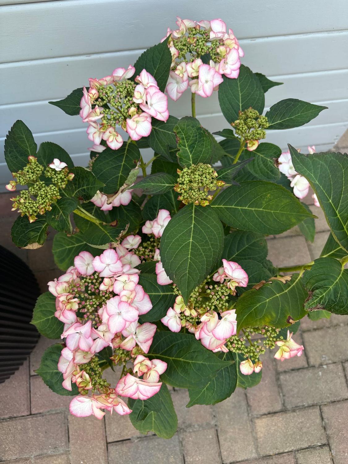 Tellerhortensie 'Charme' - Hydrangea macrophylla 'Charme'