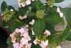Tellerhortensie 'Charme' - Hydrangea macrophylla 'Charme'