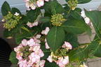 Tellerhortensie 'Charme' - Hydrangea macrophylla 'Charme'