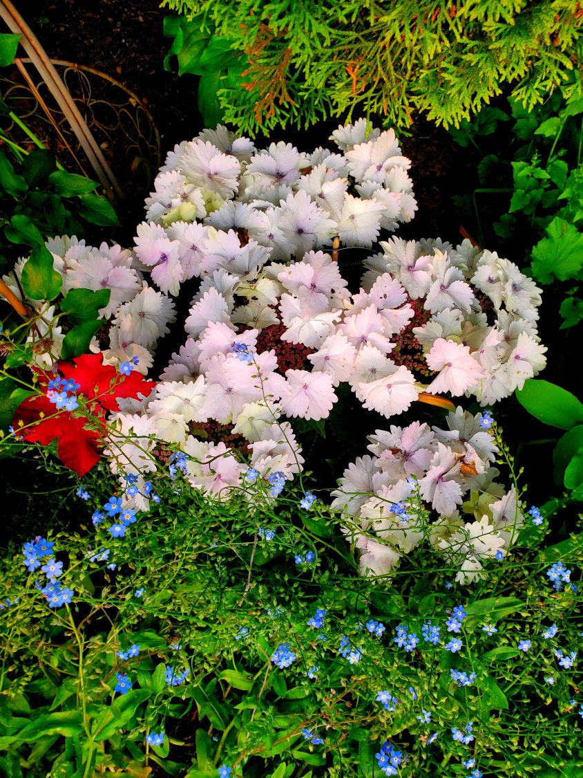 Tellerhortensie 'Koria' - Hydrangea macrophylla 'Koria'