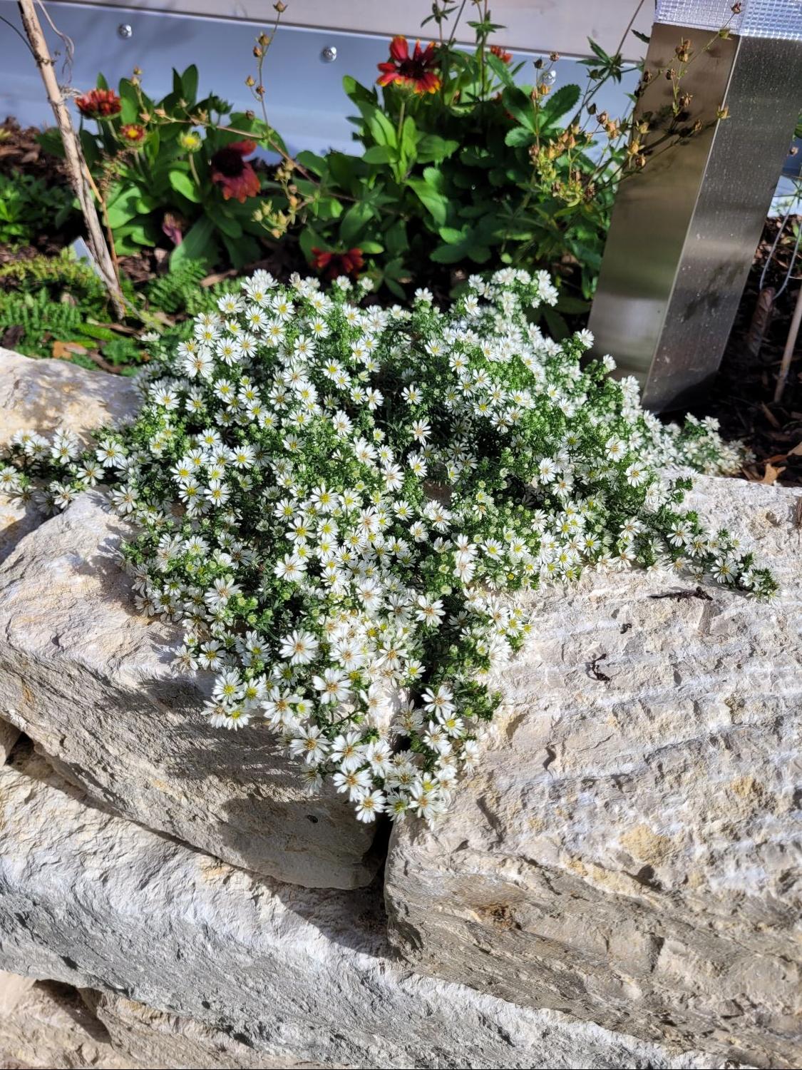 TeppichAster 'Snow Flurry' Schönste Stauden & Expertenwissen