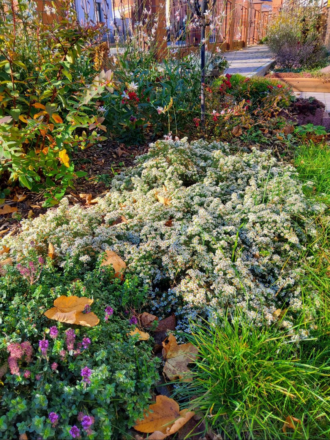 TeppichAster 'Snow Flurry' Schönste Stauden & Expertenwissen