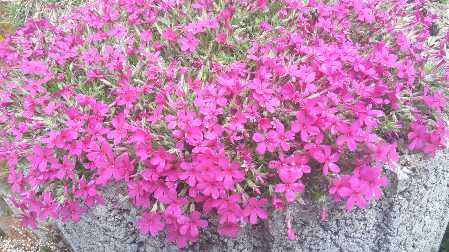 Teppich-Flammenblume 'Crackerjack' - Phlox douglasii 'Crackerjack'