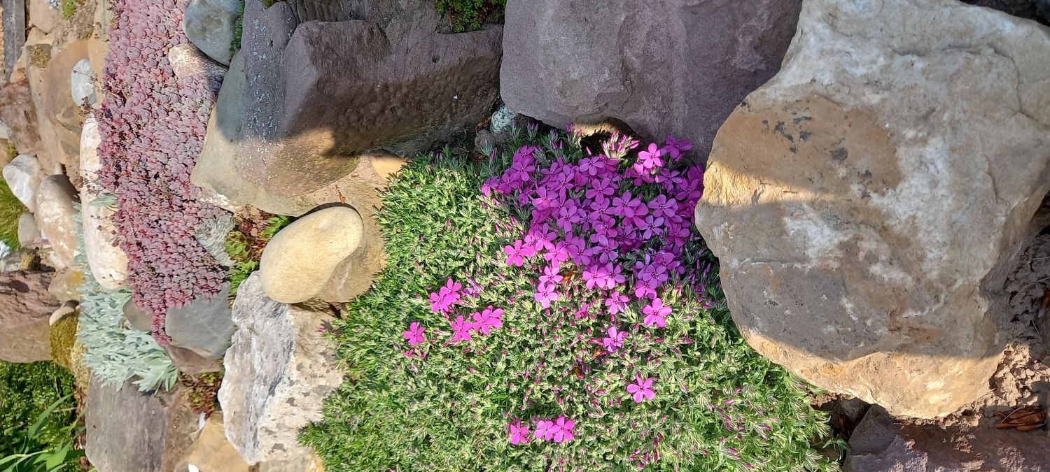 Teppich-Flammenblume 'Crackerjack' - Phlox douglasii 'Crackerjack'