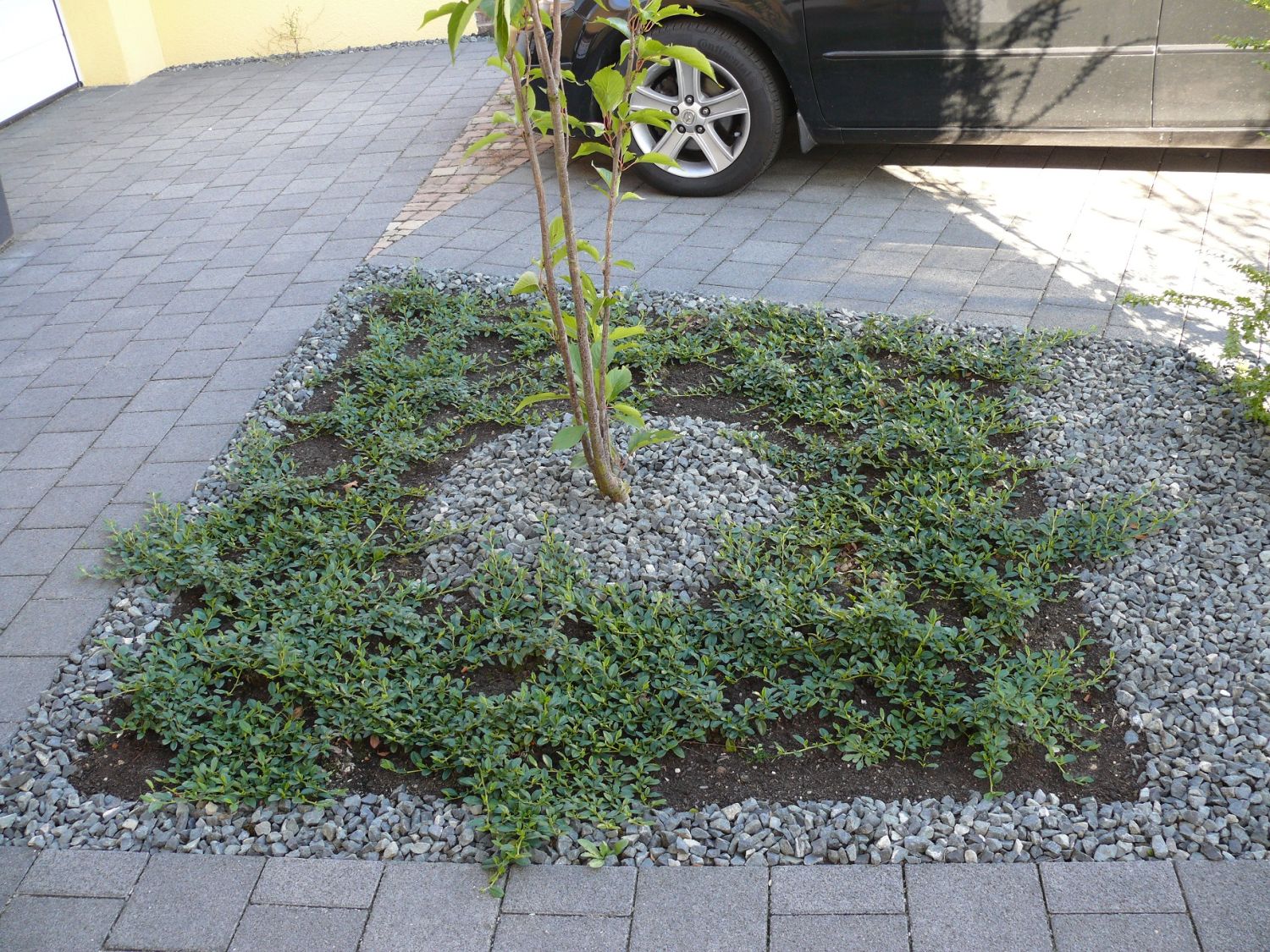 Teppichmispel / Kriechmispel 'Radicans' / 'Major' - Cotoneaster dammeri 'Radicans' / 'Major'