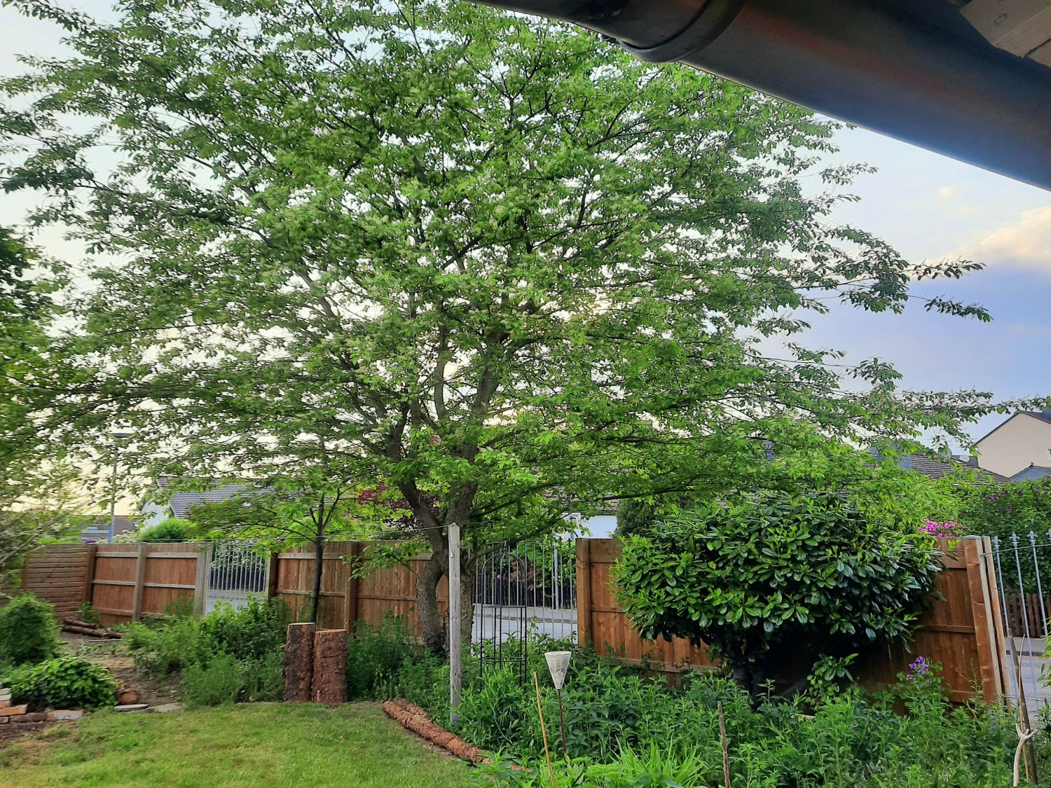 10x Prunus Padus Samen – Frühe Traubenkirsche, Baum/Garten, Eigene Pflanze Ziehen