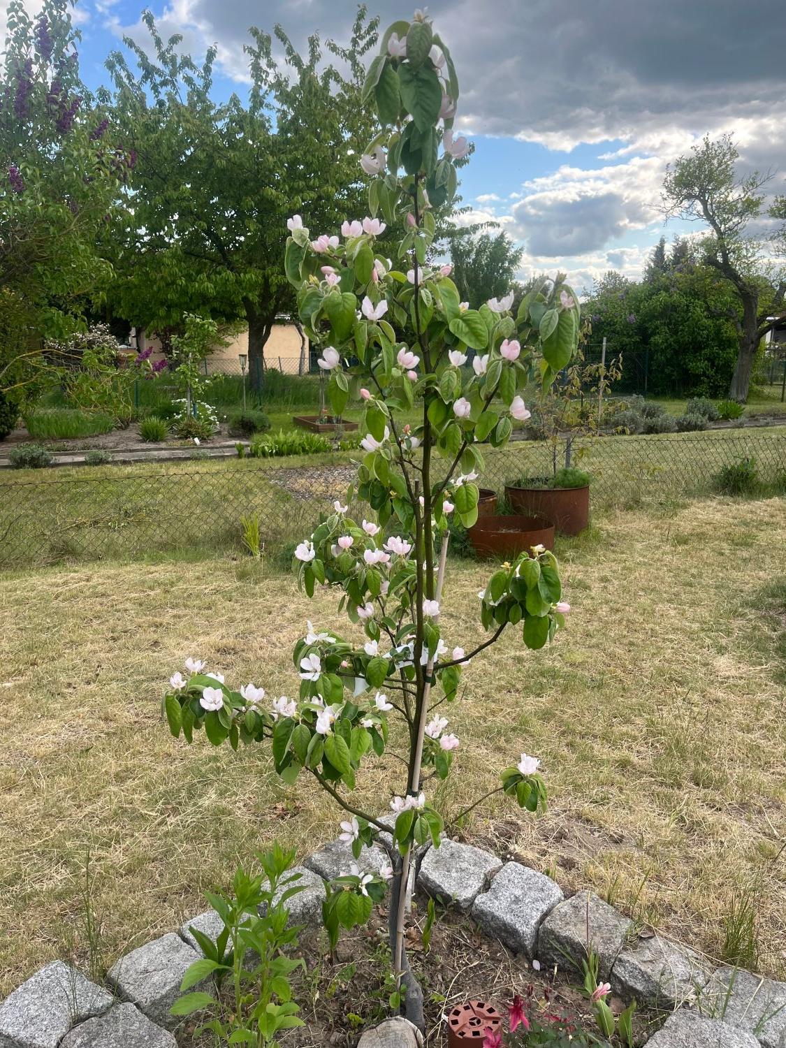Türkische Tafelquitte Ayva ® - Cydonia oblonga 'Ayva' ®