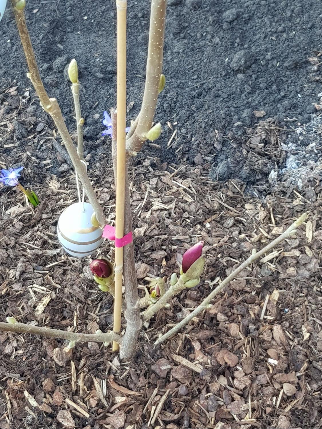 Tulpen-Magnolie 'March Till Frost' - Magnolia x soulangiana 'March Till Frost'