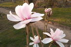 Tulpen-Magnolie 'Pink Beauty' - Magnolia x soulangeana 'Pink Beauty'