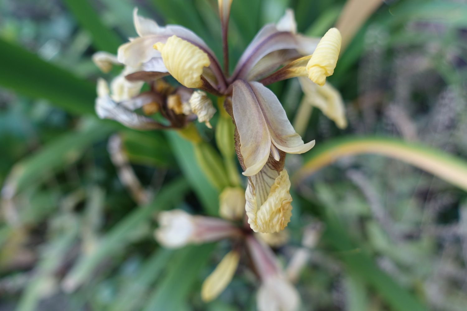 Übelriechende Schwertlilie / Gladwin / Gladdon - Iris foetidissima