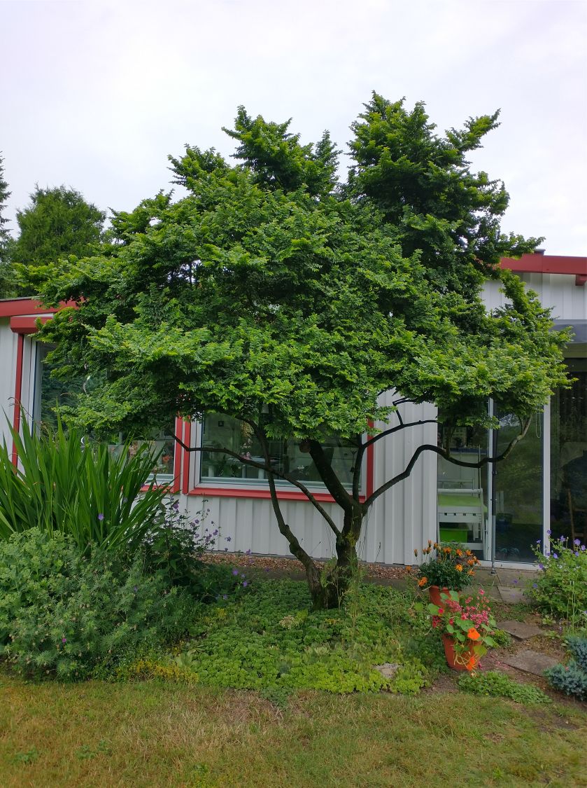 Ulme 'Jacqueline Hillier' - Ulmus hollandica 'Jacqueline Hillier'