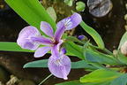 Verschiedenfarbige Sumpf-Schwertlilie - Iris versicolor