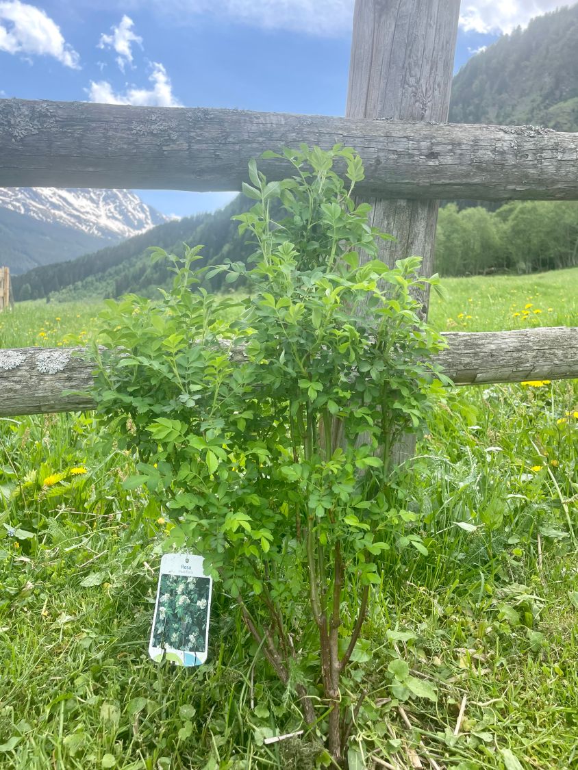 Vogelnährgehölze aus 10 Pflanzen - zur Unterstützung der Insekten und Vögel