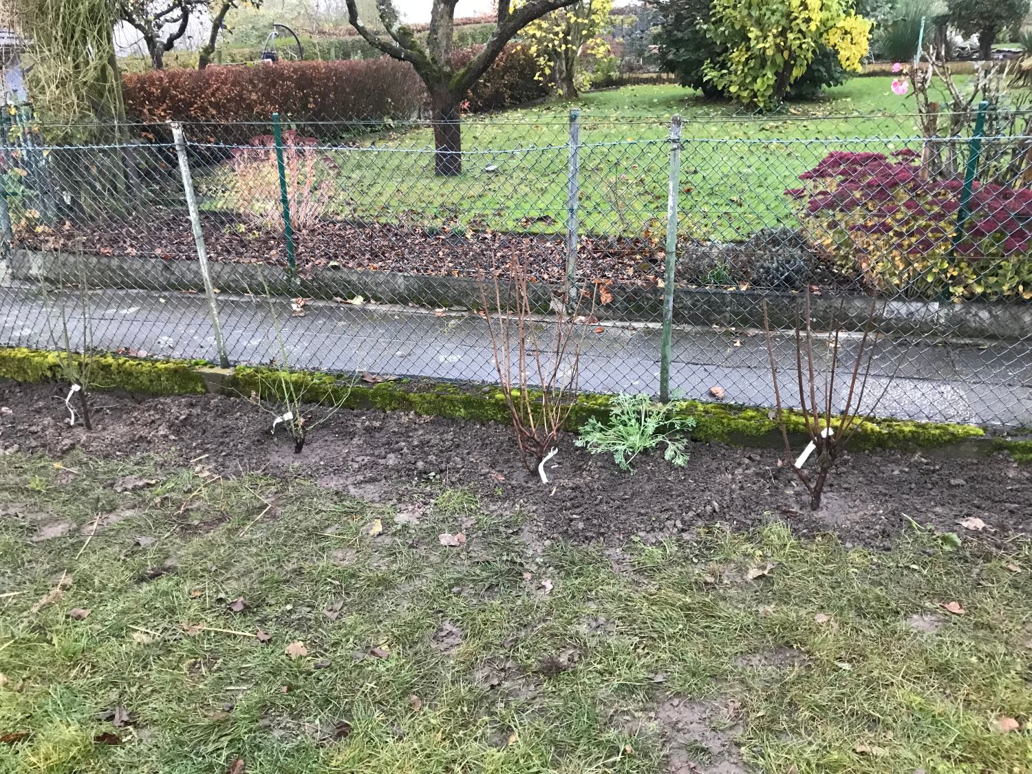 Vogelnährgehölze aus 10 Pflanzen - zur Unterstützung der Insekten und Vögel