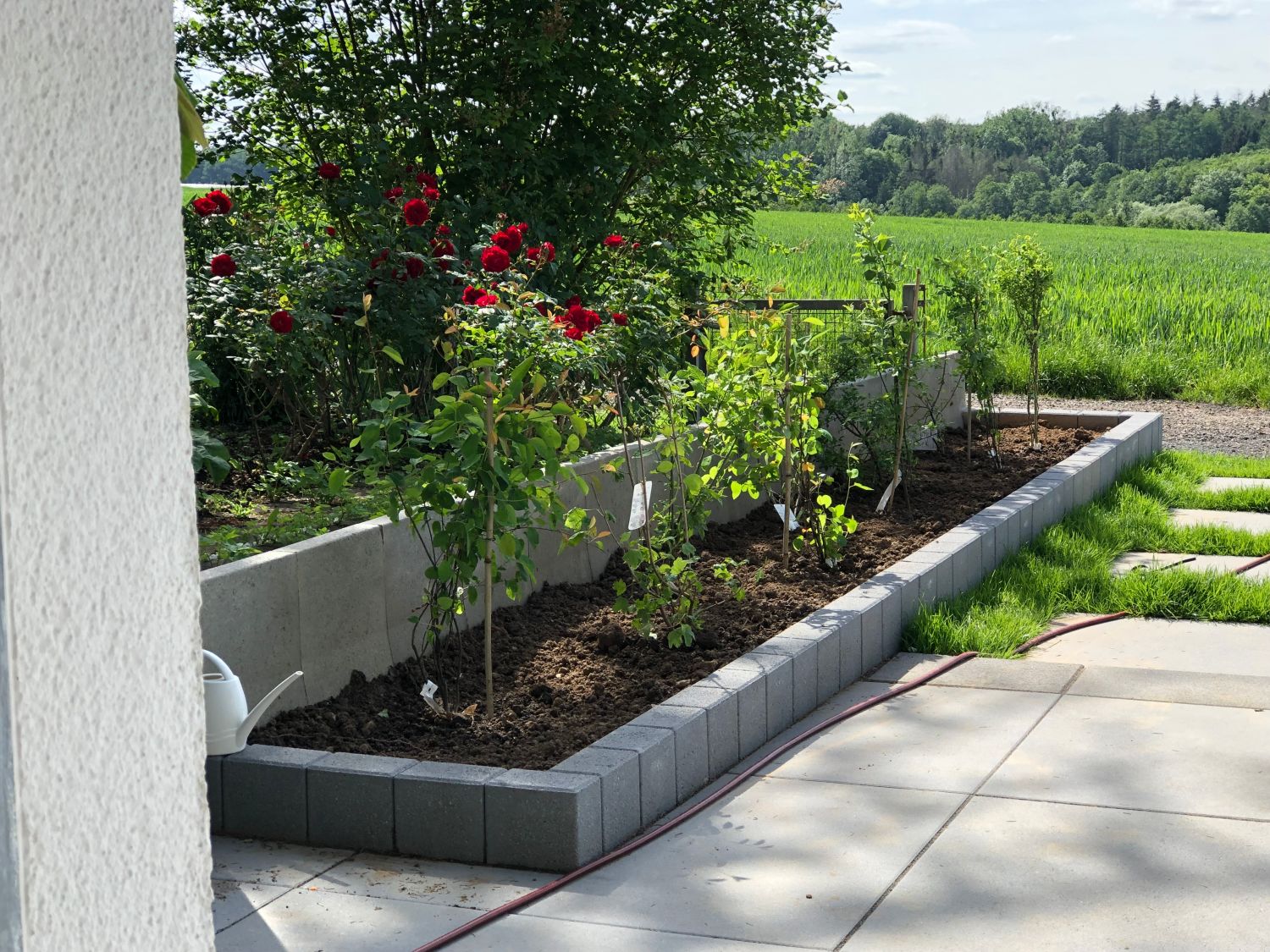 Vogelnährgehölze aus 10 Pflanzen - zur Unterstützung der Insekten und Vögel