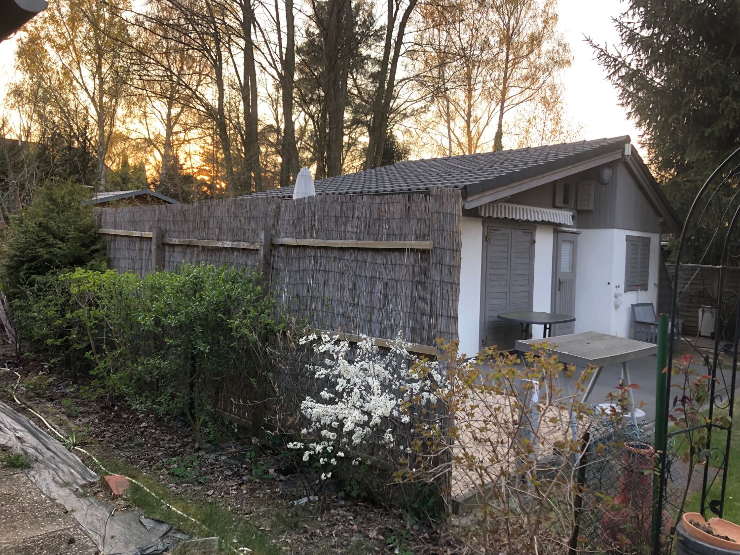 Vogelnährgehölze aus 10 Pflanzen - zur Unterstützung der Insekten und Vögel