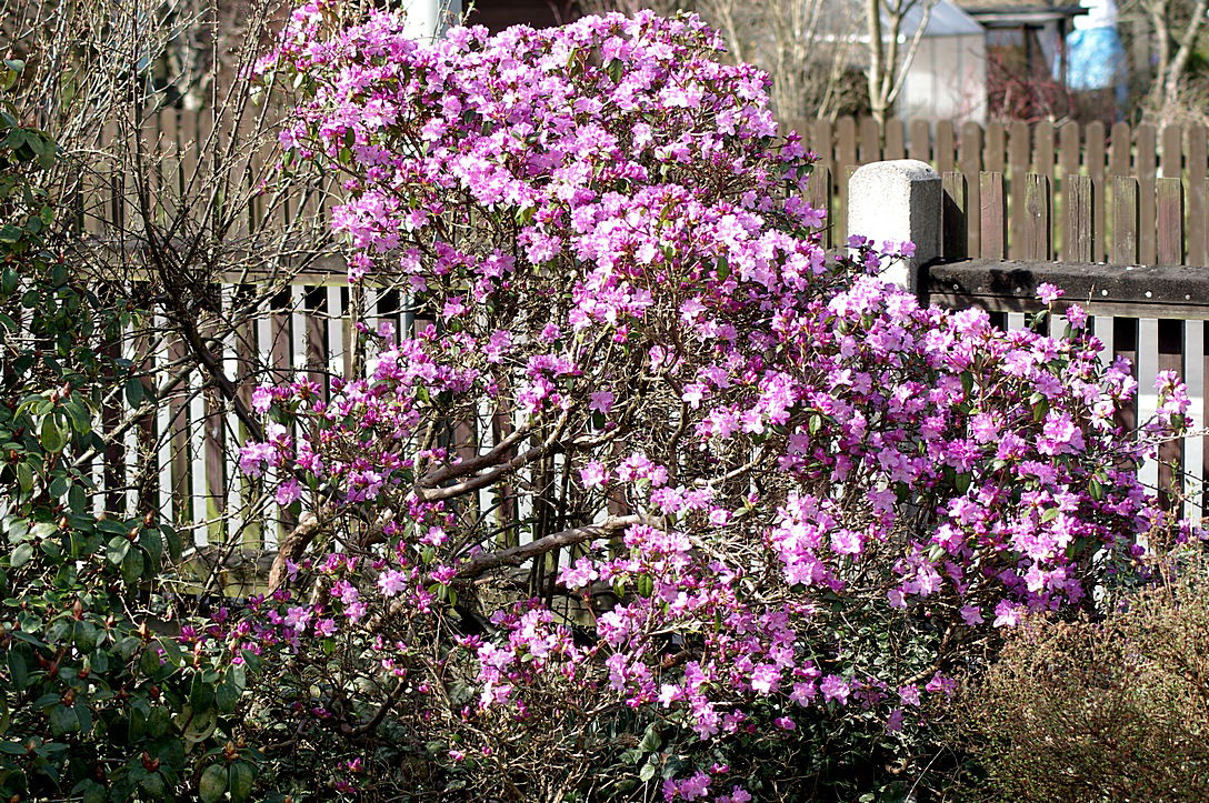 VorfrühlingsAlpenrose 'Praecox' Rhododendron 'Praecox' Baumschule