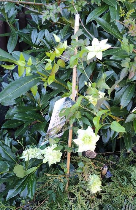 Waldrebe 'Manju' - Clematis 'Manju'